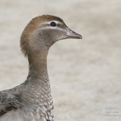 Chenonetta jubata (Australian Wood Duck) at Lake Conjola, NSW - 29 Sep 2015 by CharlesDove