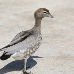 Chenonetta jubata at Lake Conjola, NSW - 29 Sep 2015