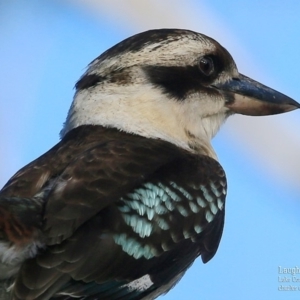 Dacelo novaeguineae at Lake Conjola, NSW - 27 Sep 2015 12:00 AM