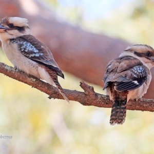 Dacelo novaeguineae at Lake Conjola, NSW - 27 Sep 2015 12:00 AM