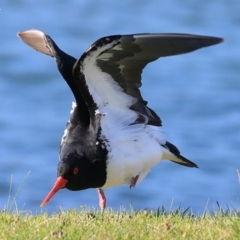 Haematopus longirostris (Australian Pied Oystercatcher) at Lake Conjola, NSW - 24 Sep 2015 by Charles Dove