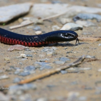 Pseudechis porphyriacus (Red-bellied Black Snake) at Lake Conjola, NSW - 25 Sep 2015 by Charles Dove