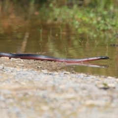 Pseudechis porphyriacus at Lake Conjola, NSW - 26 Sep 2015