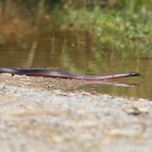 Pseudechis porphyriacus at Lake Conjola, NSW - 26 Sep 2015 12:00 AM