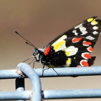 Delias aganippe (Spotted Jezebel) at Lake Conjola, NSW - 26 Sep 2015 by CharlesDove