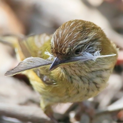 Acanthiza lineata (Striated Thornbill) at Narrawallee Creek Nature Reserve - 28 Sep 2015 by Charles Dove