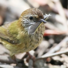 Acanthiza lineata at Narrawallee Creek Nature Reserve - 29 Sep 2015 12:00 AM