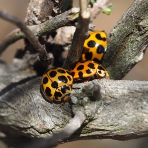 Harmonia conformis at Majura, ACT - 10 Jun 2018 01:13 PM