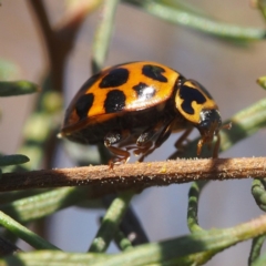 Harmonia conformis at Majura, ACT - 10 Jun 2018 01:13 PM