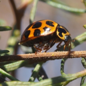 Harmonia conformis at Majura, ACT - 10 Jun 2018