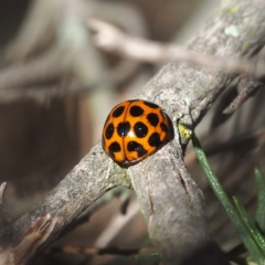 Harmonia conformis at Majura, ACT - 10 Jun 2018