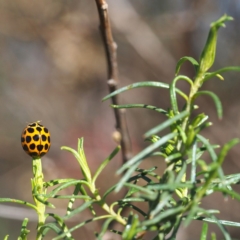 Harmonia conformis at Majura, ACT - 10 Jun 2018 01:13 PM