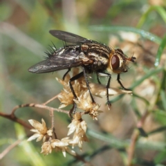 Tachinidae (family) (Unidentified Bristle fly) at Majura, ACT - 10 Jun 2018 by David
