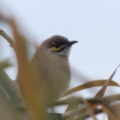 Caligavis chrysops (Yellow-faced Honeyeater) at Barton, ACT - 28 May 2018 by michaelb