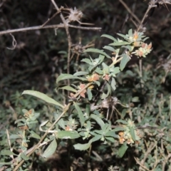 Atriplex semibaccata (Creeping Saltbush) at Jerrabomberra Wetlands - 28 May 2018 by michaelb