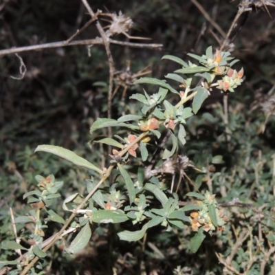 Atriplex semibaccata (Creeping Saltbush) at Fyshwick, ACT - 28 May 2018 by MichaelBedingfield