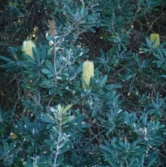 Banksia integrifolia subsp. integrifolia at undefined - 23 Jun 2018