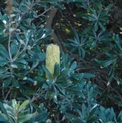 Banksia integrifolia subsp. integrifolia at undefined - 23 Jun 2018