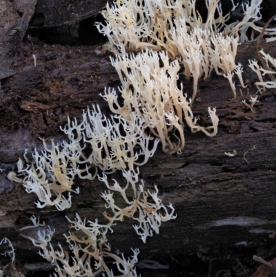 Artomyces sp. (A coral fungus) at Namadgi National Park - 20 Jun 2018 by KenT