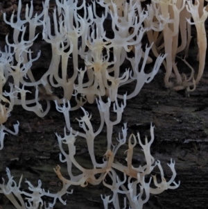 Artomyces sp. at Cotter River, ACT - 20 Jun 2018 01:30 PM