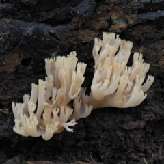 Artomyces sp. (A coral fungus) at Namadgi National Park - 20 Jun 2018 by KenT