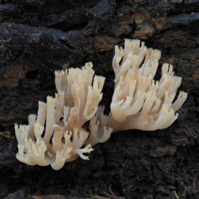 Artomyces sp. (A coral fungus) at Namadgi National Park - 20 Jun 2018 by KenT