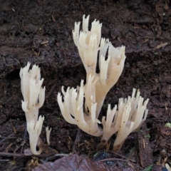 Artomyces sp. at Cotter River, ACT - 20 Jun 2018