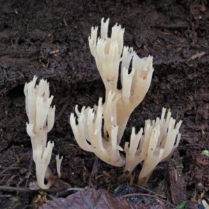 Artomyces sp. at Cotter River, ACT - 20 Jun 2018