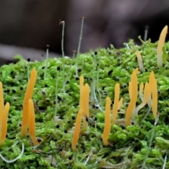 Calocera sp. (A stagshorn fungus) at Cotter River, ACT - 20 Jun 2018 by KenT