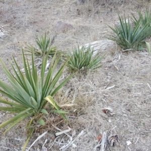 Yucca aloifolia at Jerrabomberra, ACT - 23 Jun 2018