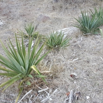 Yucca aloifolia (Spanish Bayonet) at Isaacs Ridge and Nearby - 23 Jun 2018 by Mike