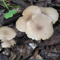 Clitocybe s. l. at Namadgi National Park - 21 Jun 2018 by KenT