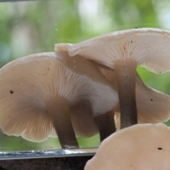 Clitocybe s. l. at Cotter River, ACT - 21 Jun 2018