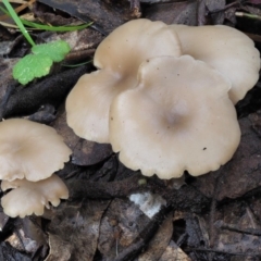 Clitocybe s. l. at Cotter River, ACT - 21 Jun 2018