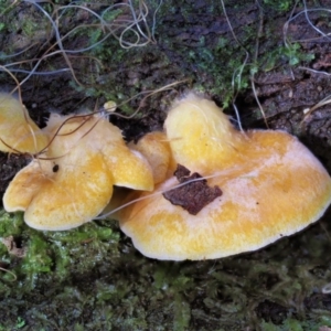 Crepidotus sp. at Cotter River, ACT - 20 Jun 2018 12:25 PM