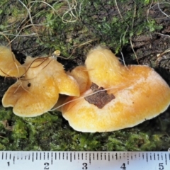 Crepidotus sp. at Cotter River, ACT - 20 Jun 2018 12:25 PM