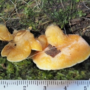 Crepidotus sp. at Cotter River, ACT - 20 Jun 2018