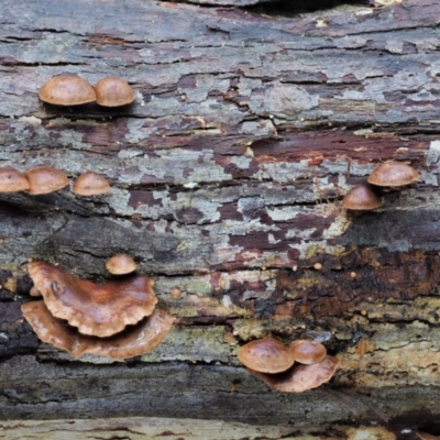 Deconica horizontalis at Namadgi National Park - 21 Jun 2018 by KenT