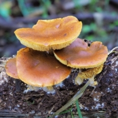 Gymnopilus sp. (Gymnopilus) at Cotter River, ACT - 21 Jun 2018 by KenT