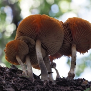 Gymnopilus sp. at Cotter River, ACT - 21 Jun 2018 11:17 AM