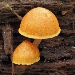 Gymnopilus sp. (Gymnopilus) at Cotter River, ACT - 21 Jun 2018 by KenT