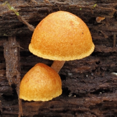 Gymnopilus sp. (Gymnopilus) at Cotter River, ACT - 21 Jun 2018 by KenT