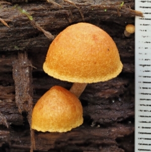 Gymnopilus sp. at Cotter River, ACT - 21 Jun 2018