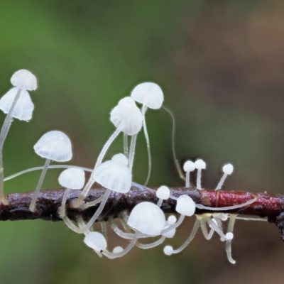 Hemimycena sp. at Namadgi National Park - 21 Jun 2018 by KenT