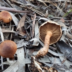 zz agaric (stem; gills not white/cream) at Black Mountain - 23 Jun 2018 by purple66