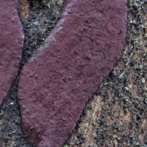 Hypoxylon sp. at Cotter River, ACT - 21 Jun 2018