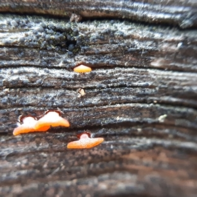 Dacryopinax spathularia at Black Mountain - 23 Jun 2018 by purple66