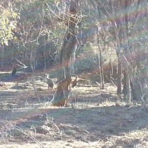 Osphranter robustus robustus at Majura, ACT - 23 Jun 2018 02:15 PM