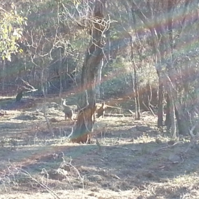 Osphranter robustus robustus (Eastern Wallaroo) at Majura, ACT - 23 Jun 2018 by SilkeSma