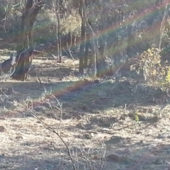 Osphranter robustus robustus at Majura, ACT - 23 Jun 2018